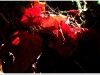 2010-1219-60