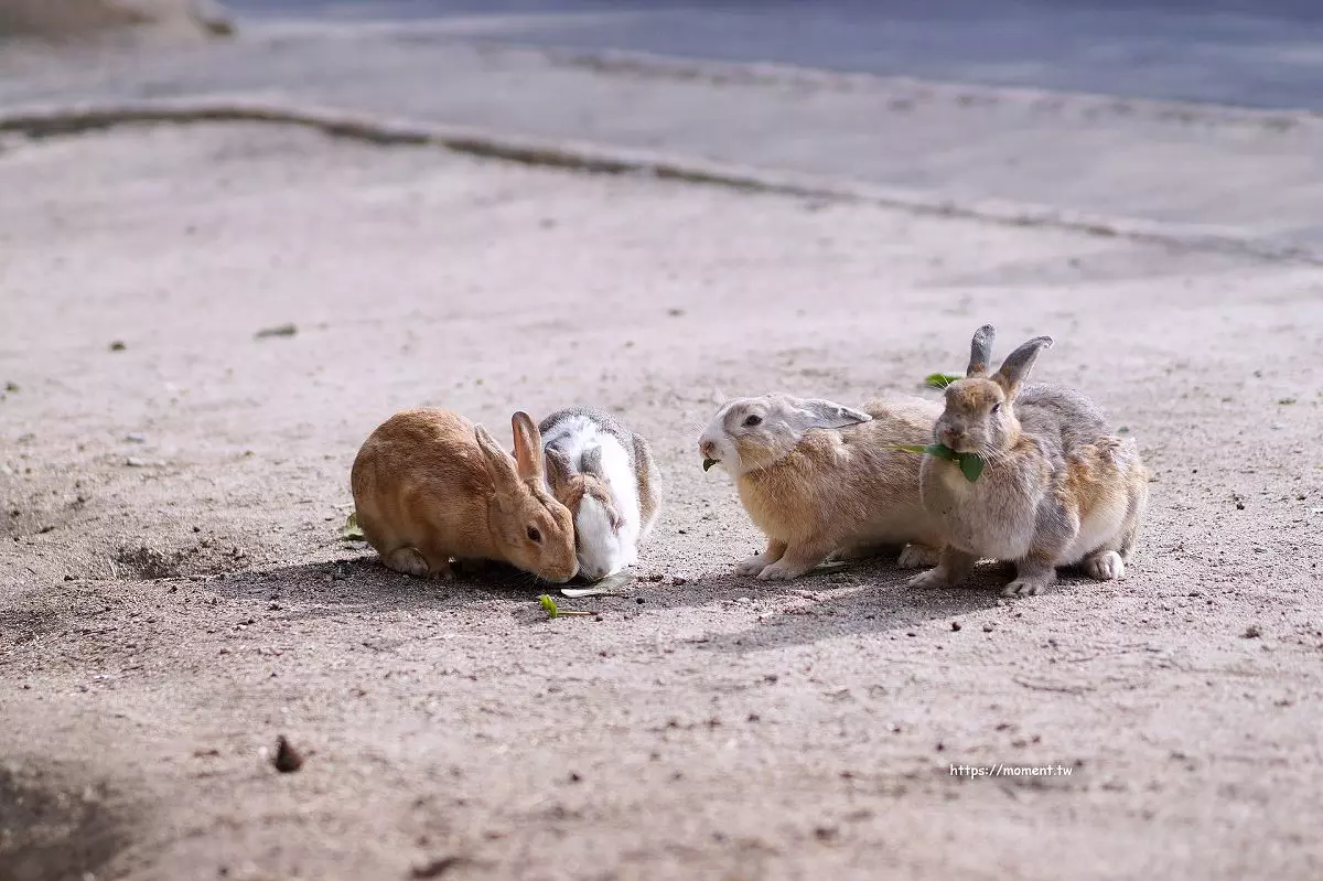 [日本廣島]大久野島 |兔子的樂園兔兔島