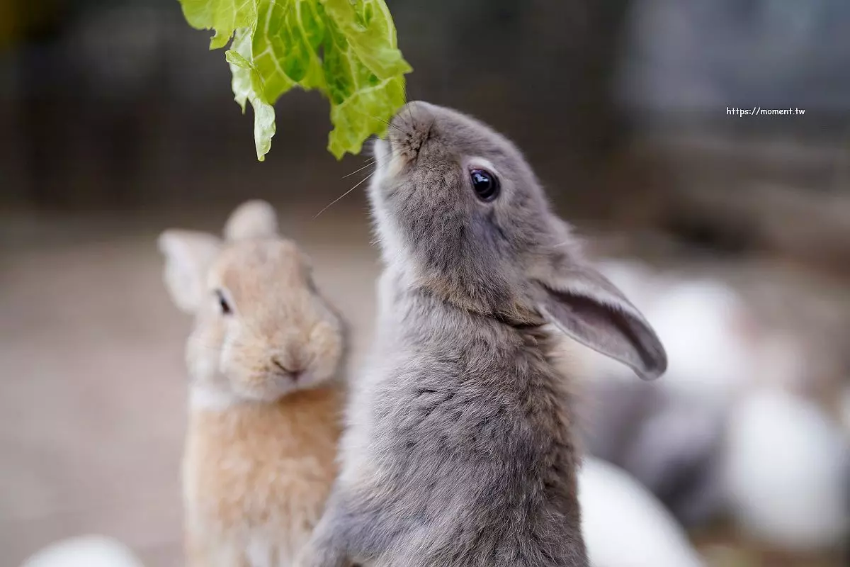 [台中]2022石岡兔樂園 | 親子景點，可近距離餵天竺鼠與兔兔